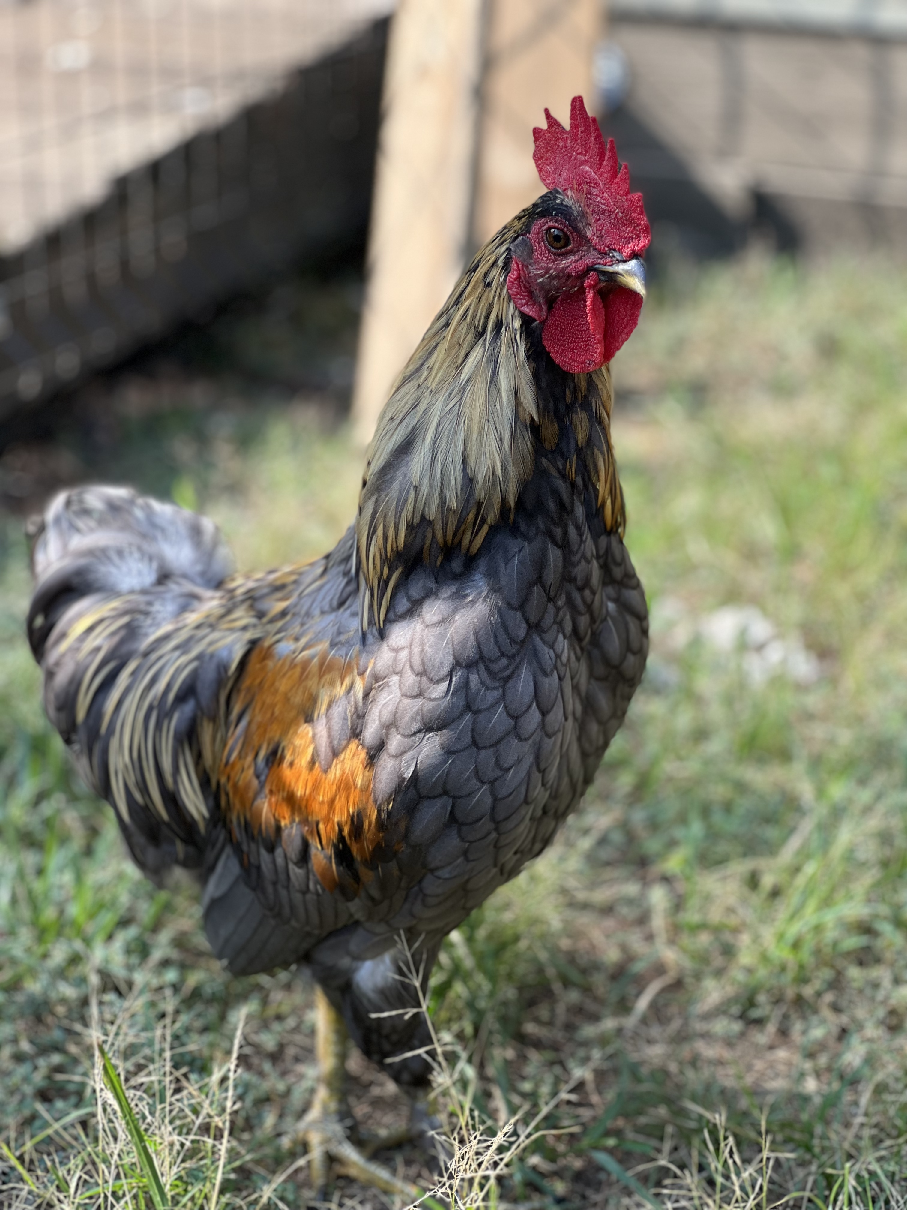 Rescued Rooster